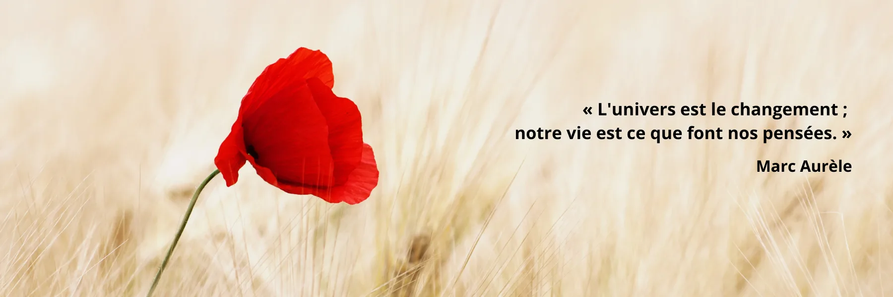 Espace Poppies - NataSha Moret