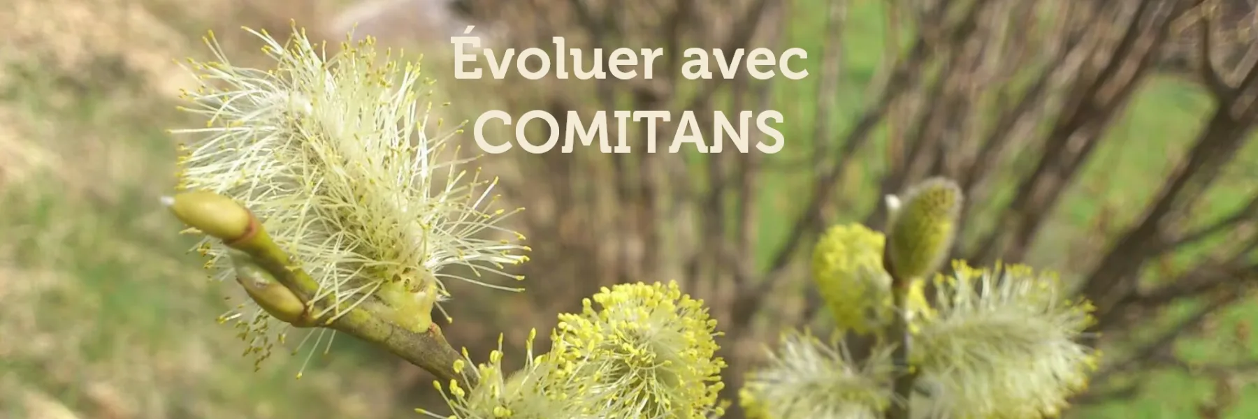 COMITANS