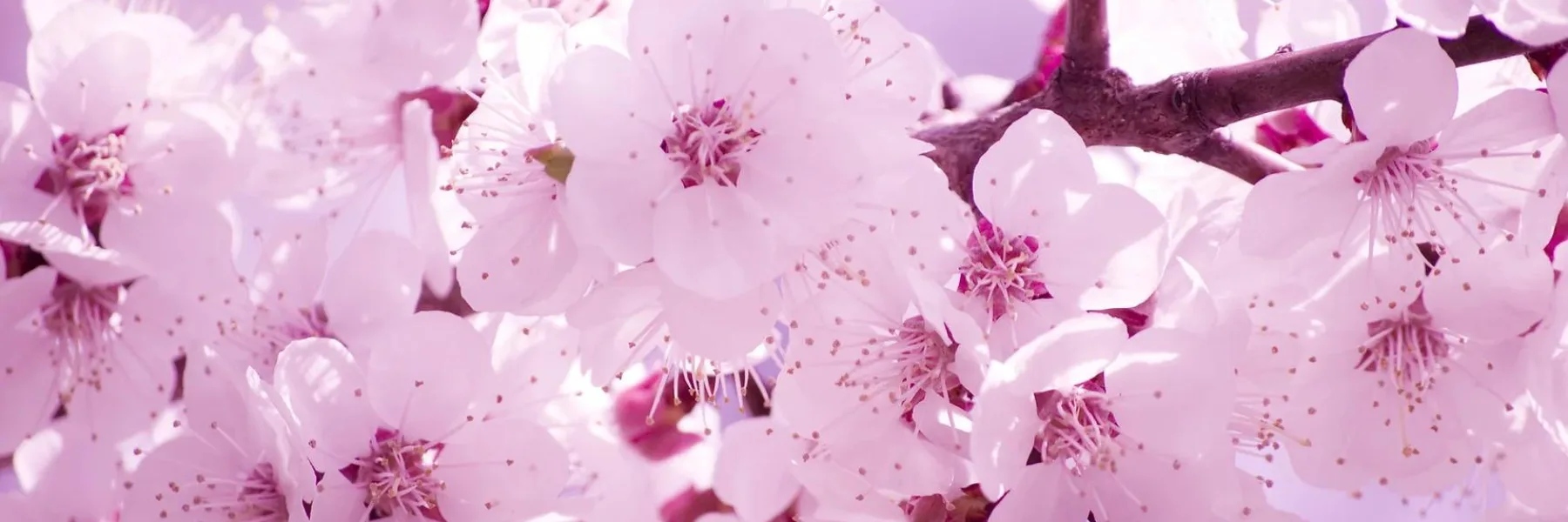 Fleurs de Sakura