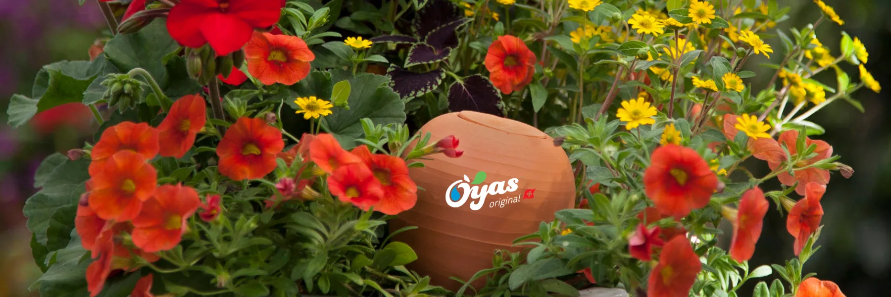 Oyas Suisse Sàrl