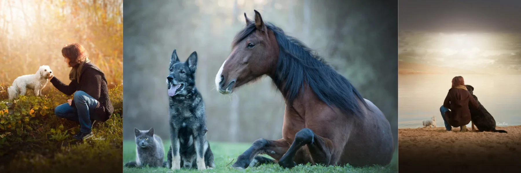Au coeur de l'animal