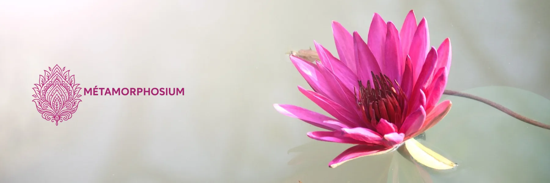 Métamorphosium | Nathalie Barrilliet