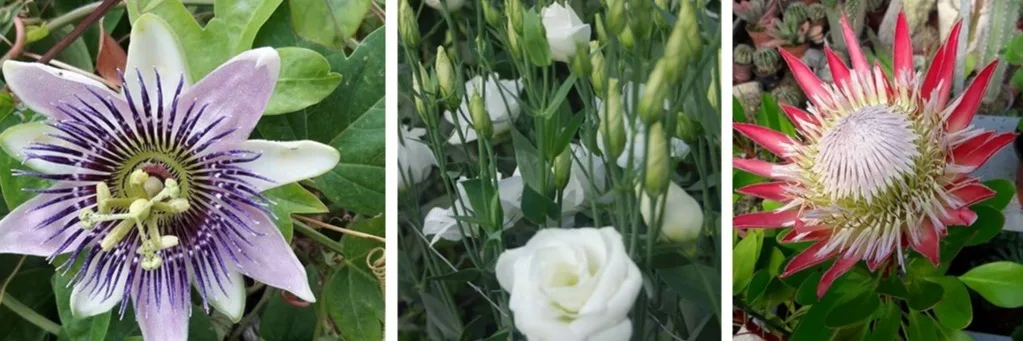 Bonny Fleurs