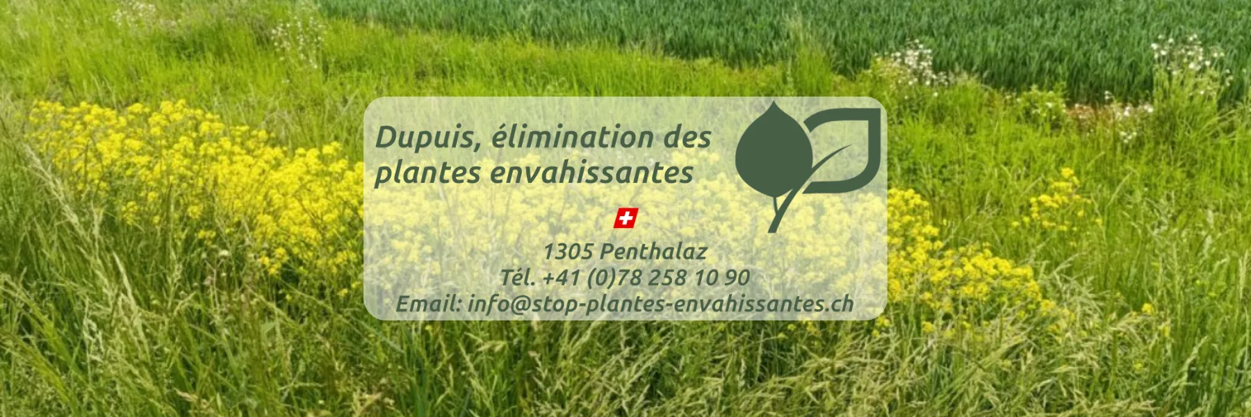 Dupuis Elimination des plantes envahissantes