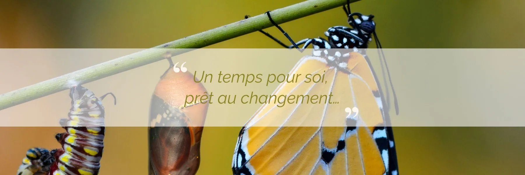 Chrysallis