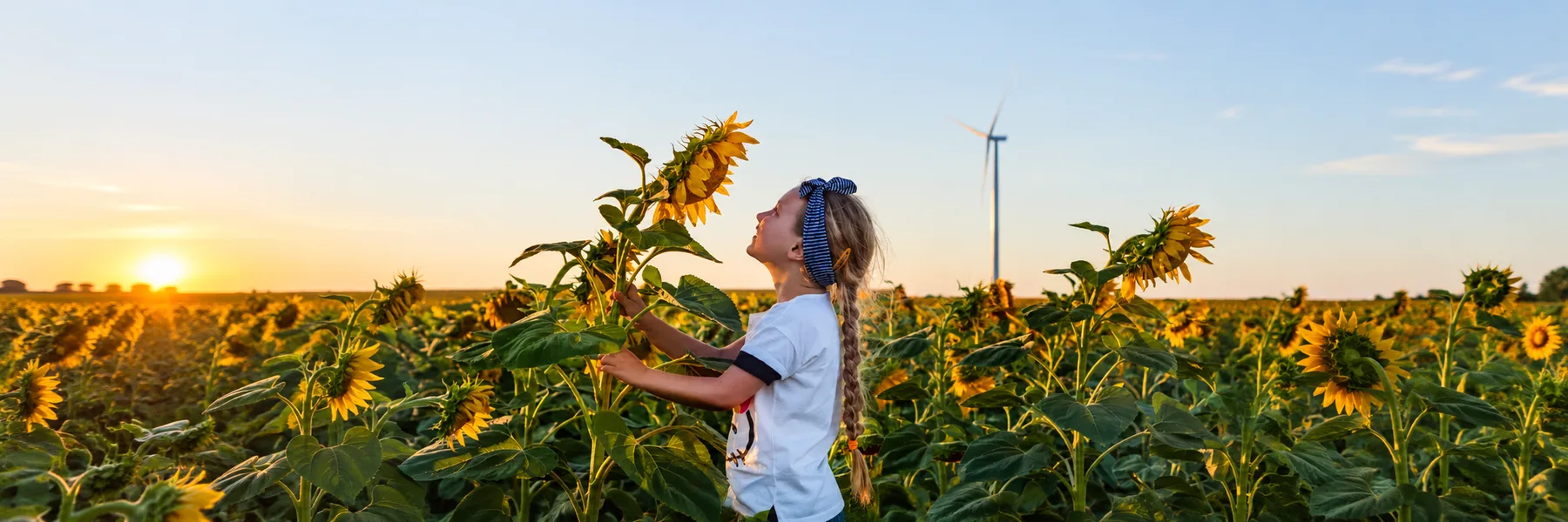SunFlower Grid SA