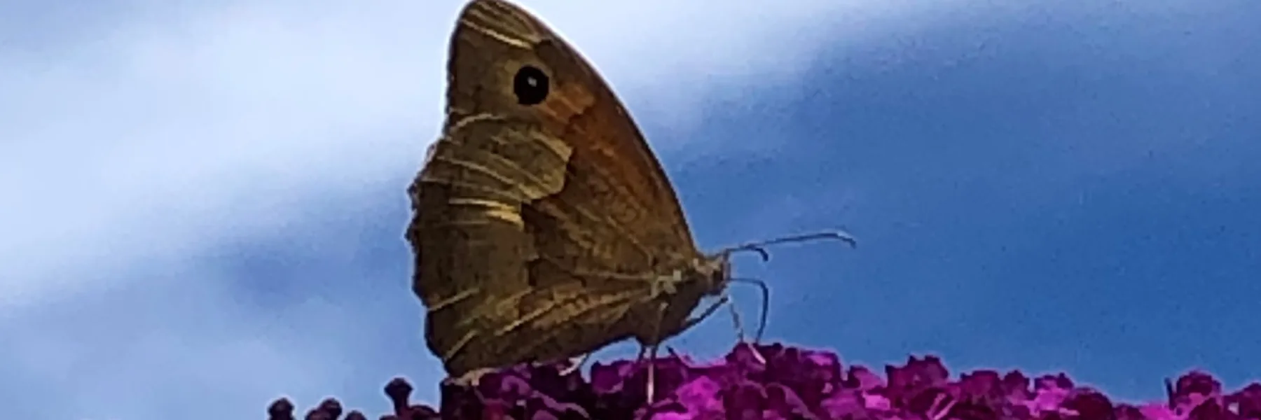 Mon Papillon Françoise Krebs