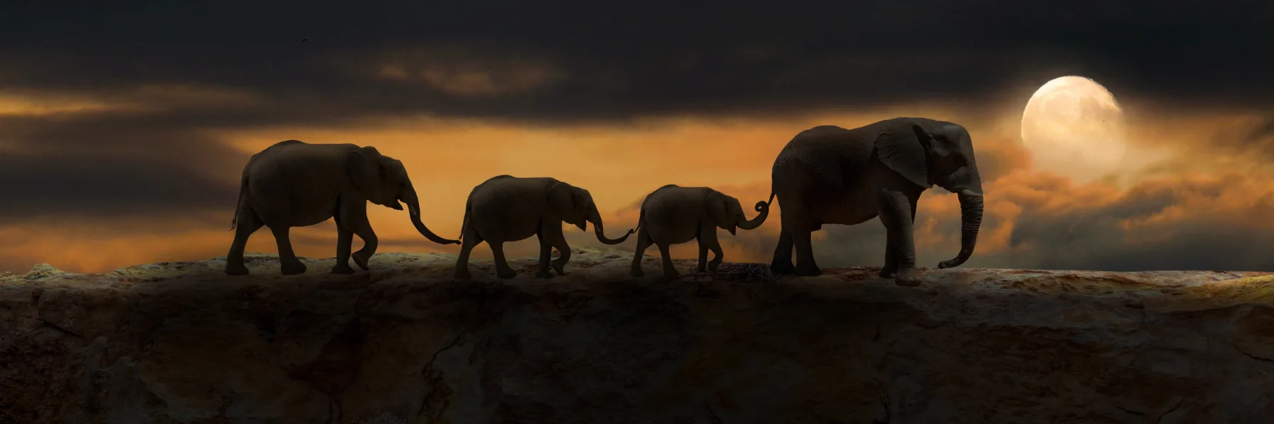 Animal Contact · France Périat