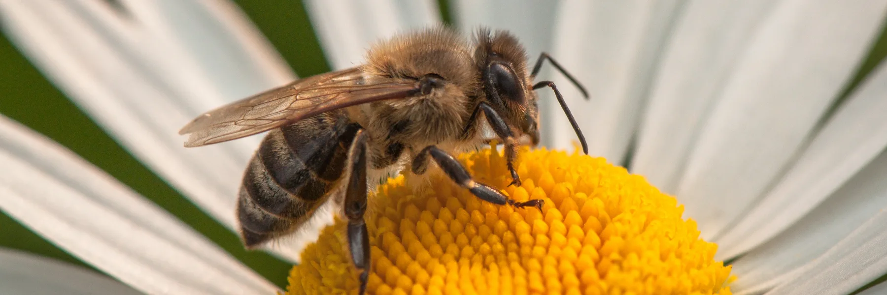 Edith Bruchez - Naturopathe - Docteur L'abeille
