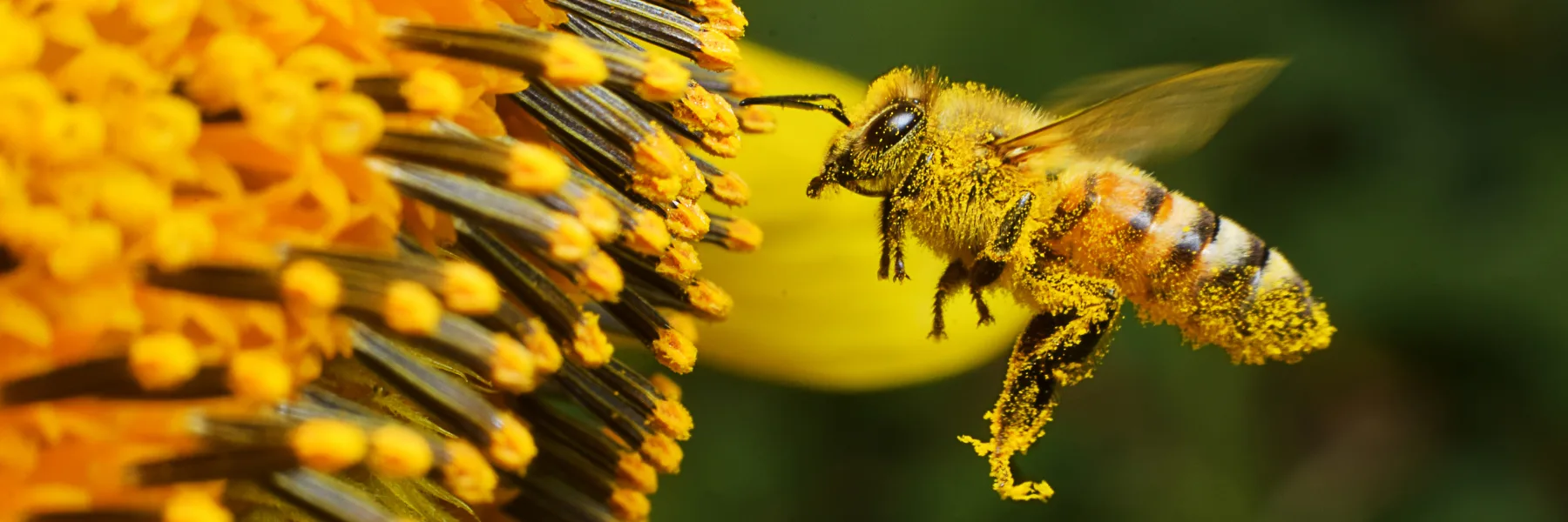 Edith Bruchez - Naturopathe - Docteur L'abeille