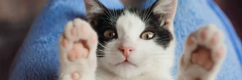 Communication animale et soins