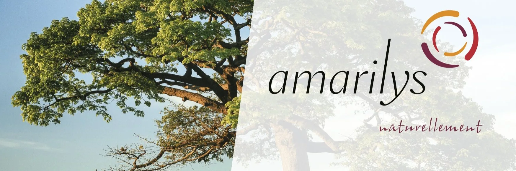Amarilys