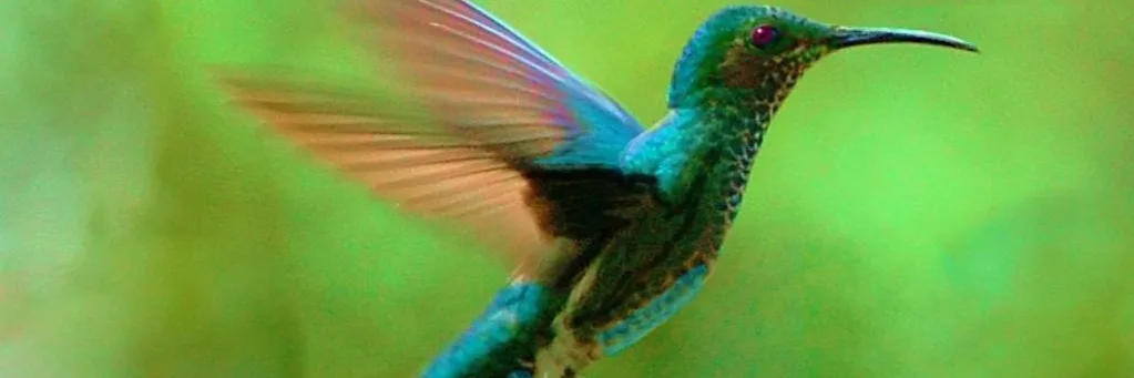Colibri - Thérapies psychocorporelles brèves