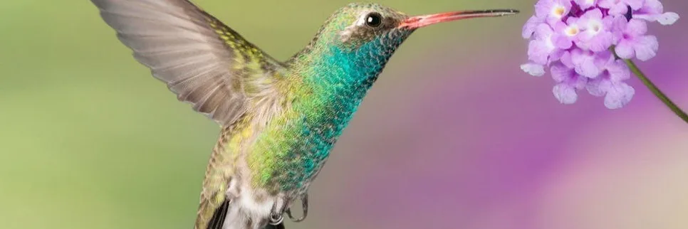 Colibri - Thérapies psychocorporelles brèves