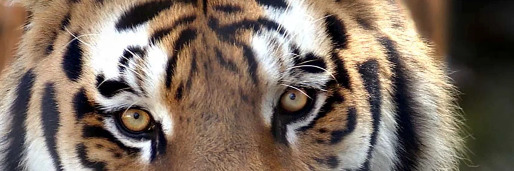 Zoo de Servion