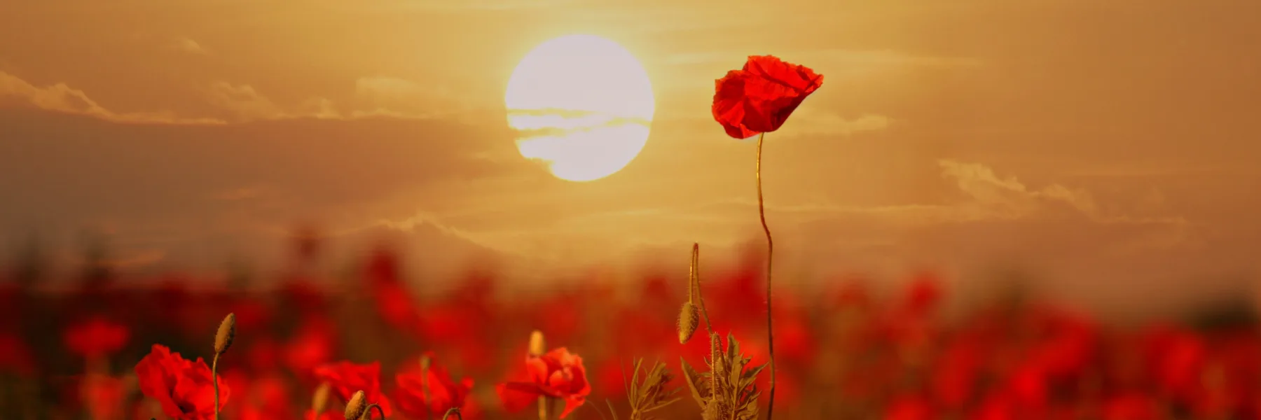 Racines & Coquelicots