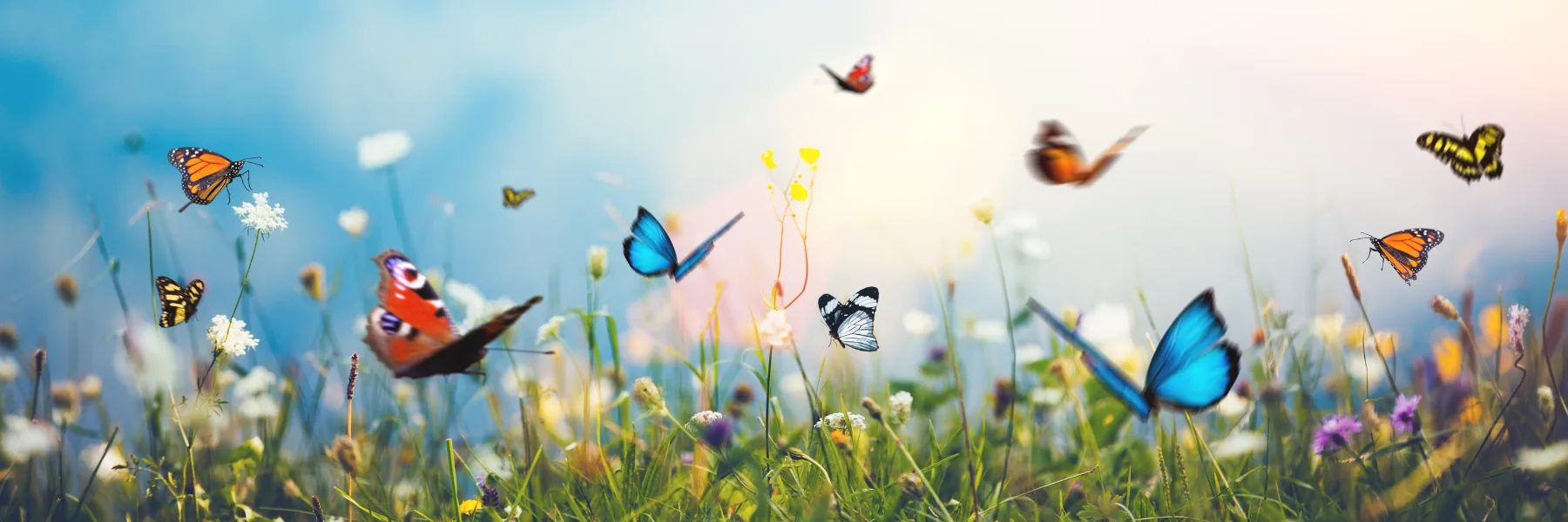 Effets Papillon