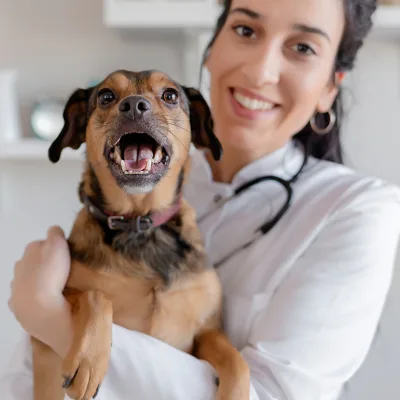 Vétérinaires à Lausanne | Trouver un vétérinaire et soins animaux