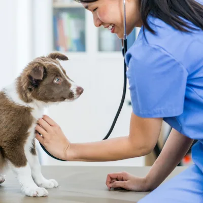 Vétérinaires à Genève | Trouver un vétérinaire à Genève