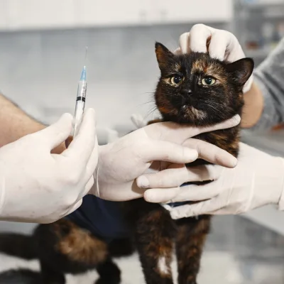 Vétérinaires à Sion | Trouver un vétérinaire à Sion