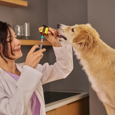 Vétérinaires à Neuchâtel | Santé animale