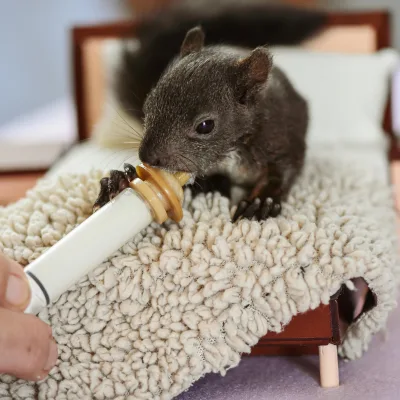 Vétérinaires à Montreux | Santé animale