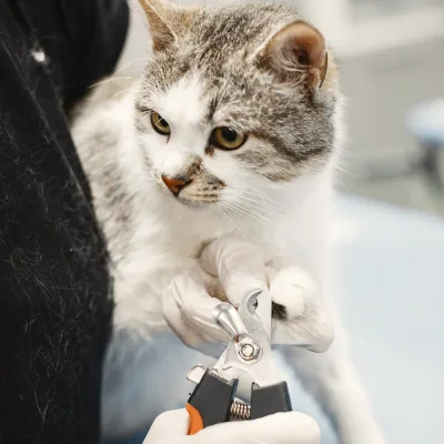 Vétérinaires à Vevey | Santé animale