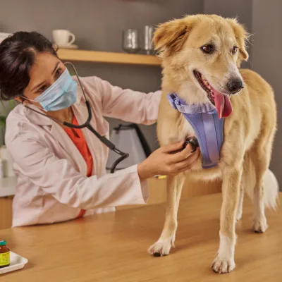 Vétérinaires à Yverdon-les-Bains | Soins animaux