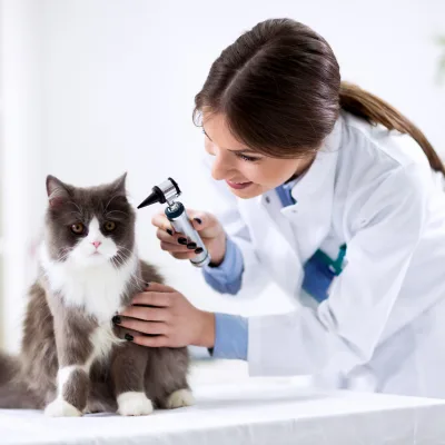 Vétérinaires à Fully | Soins animaux et clinique