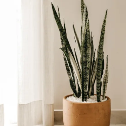 Comment décorer son intérieur avec des plantes vertes : les meilleures espèces à adopter