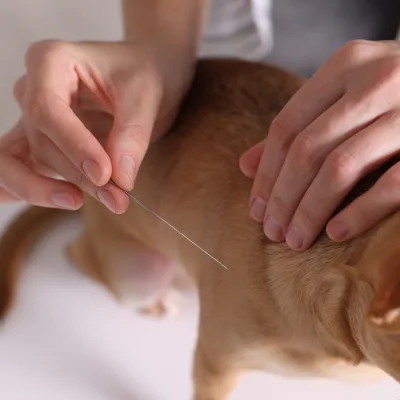 Les Bienfaits de l'Acupuncture chez les Animaux : Équilibrer la Santé Naturellement